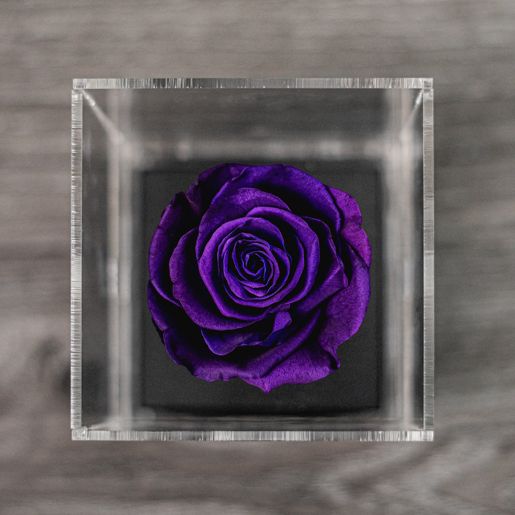 ROSA MORADA PRESERVADA – PREMIUM CON JOYA | The Flower Box