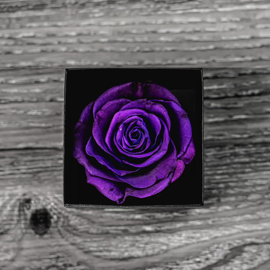 Rosa Preservada (Varios Colores Disponibles) | The Flower Box